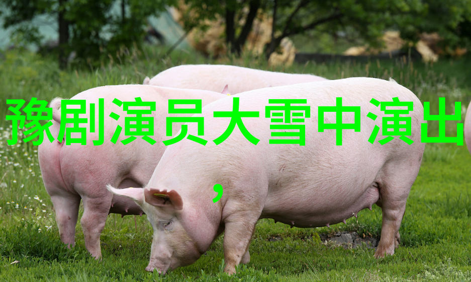 太原豫剧戏迷和河南海燕豫剧团联欢给太原戏迷献艺